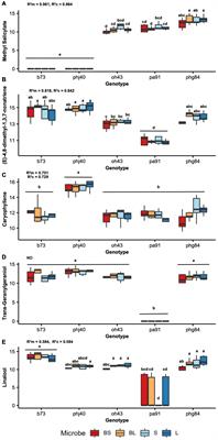 Herbivory Protection via Volatile Organic Compounds Is Influenced by Maize Genotype, Not Bacillus altitudinis-Enriched Bacterial Communities